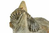 Hollardops Trilobite Fossil - Orange Eye Facets #359507-3